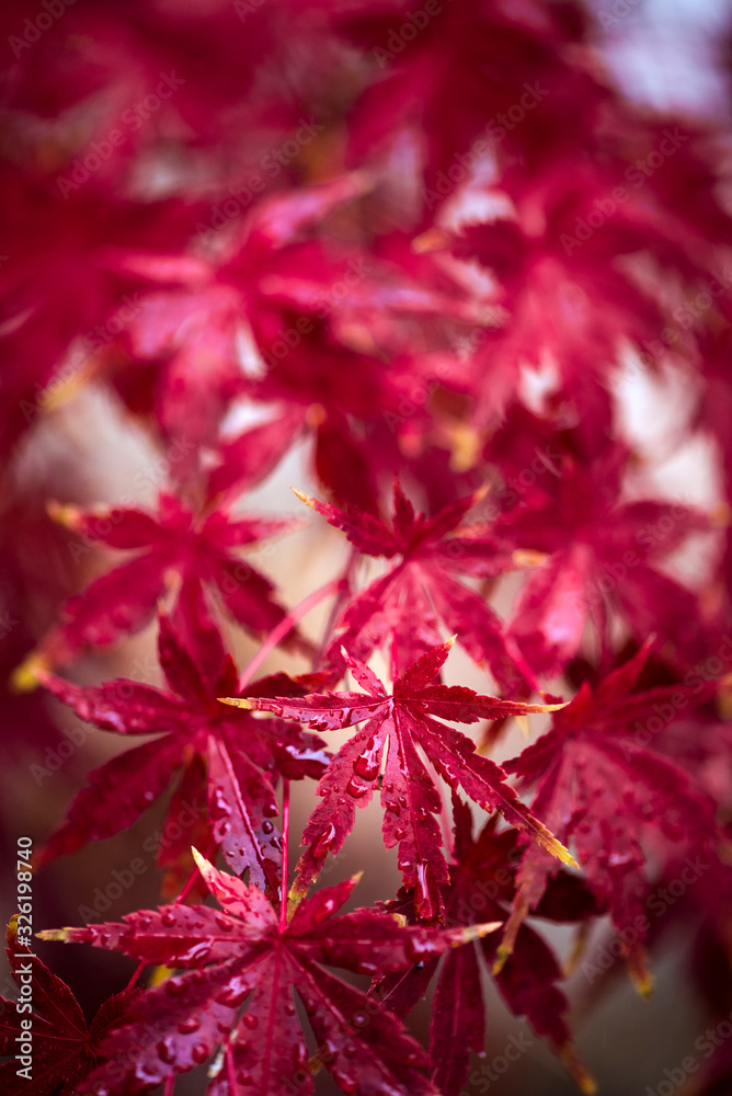 bright red japanese maple leaves in the rain, autumnal foliage with water droplets, macro fall leaf bright red japanese maple leaves in the rain, autumnal foliage with water droplets, macro fall leaf