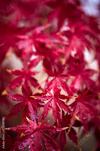 bright red japanese maple leaves in the rain  autumnal foliage with water droplets  macro fall leaf