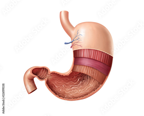 Bild auf Leinwand Anatomical parts of stomach