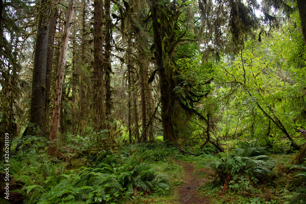 Obraz premium Hoh National Rain Forest 