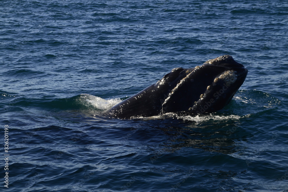 Fototapeta premium ballena disfrutando la tranquilidad del mar