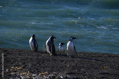 Pinguinos en la playa