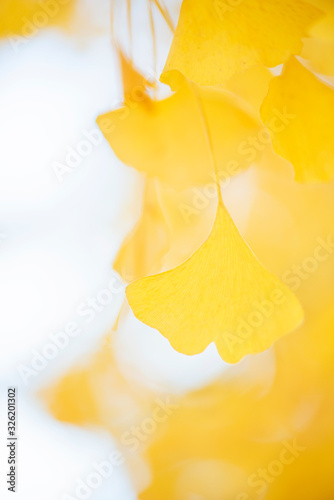 bright yellow ginkgo leaves in the rain, autumnal foliage, macro fall leaf, golden maidenhair leaf