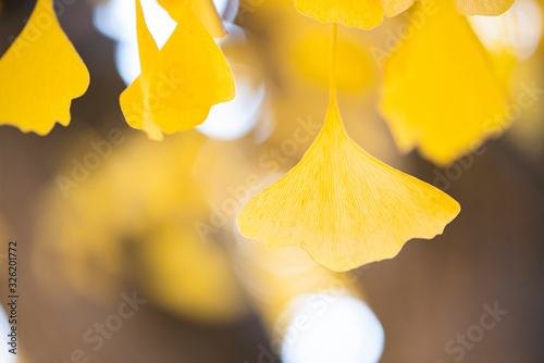 Photography bright yellow ginkgo leaves in the rain, autumnal foliage, macro fall leaf, gold