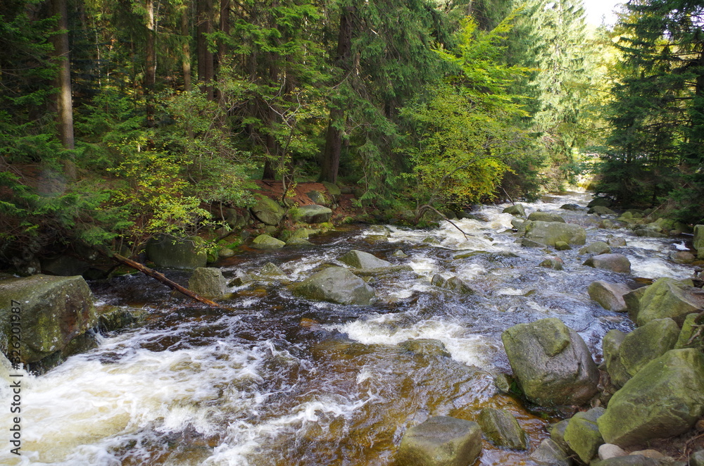 Fototapeta premium Mountain stream in the forest