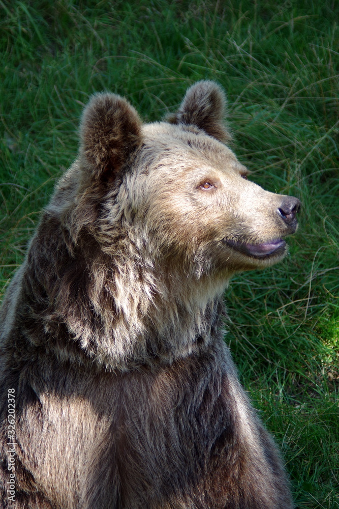 Fototapeta premium Portrait of a bear