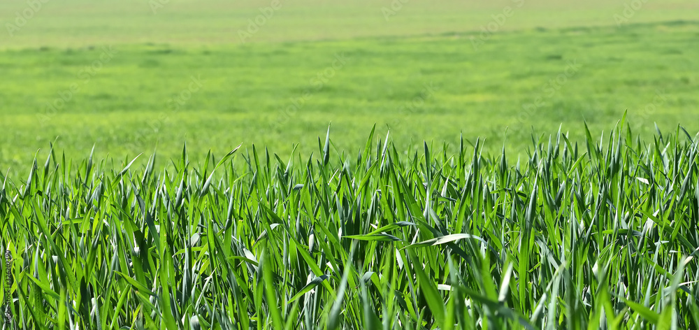 Fototapeta premium green wheat field in Andalucia 