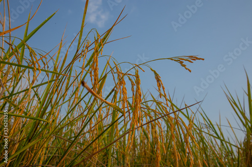 The golden side is on the rice field under the blue sky