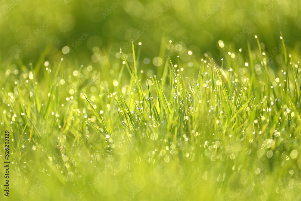 Obraz premium Wet summer green grass background