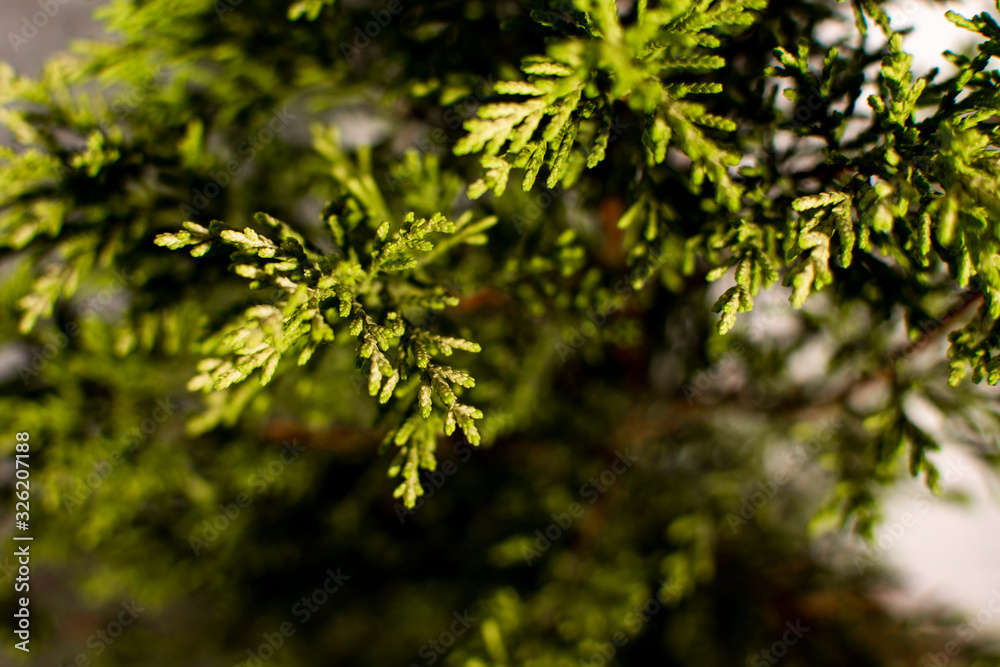 Wood three green plant