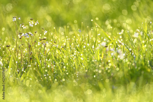 Wet summer green grass background