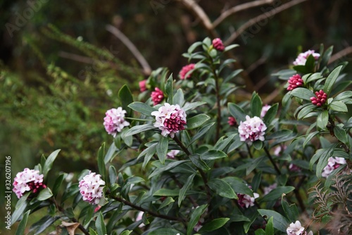 Winter daphne flowers / Winter daphne bloom strong aromatic flowers from February to March. photo