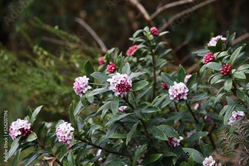 Winter daphne flowers / Winter daphne bloom strong aromatic flowers from February to March.
