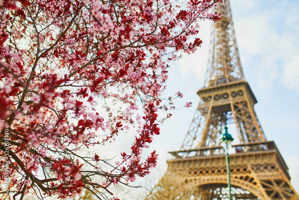 Cherry blossom flowers in full bloom with Eiffel tower in the background