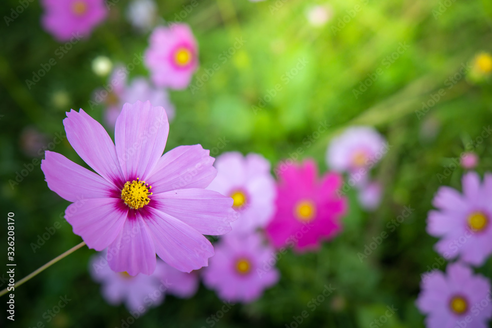 Beautiful Cosmos flowers in garden. Nature background. Beautiful Cosmos flowers in garden. Nature background.