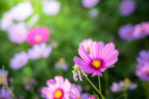  Beautiful Cosmos flowers in garden. Nature background.