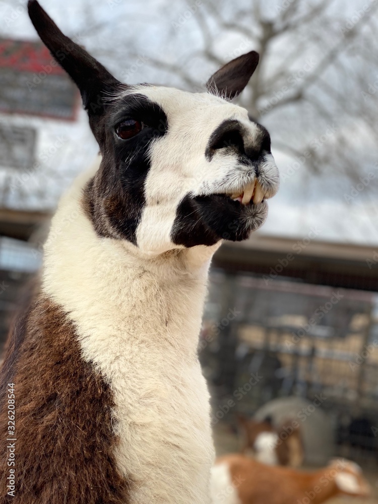 Obraz premium Llama Regal