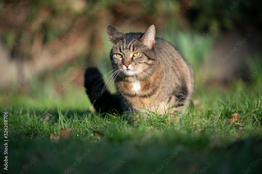 tabby cat resting on grass outdoors in direct sunlight tabby cat resting on grass outdoors in direct sunlight