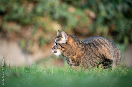 side view of a tabby cat resting outdoors on lawn with open mouth sticking out tongue