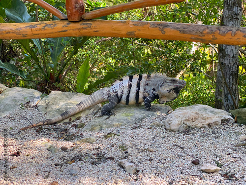 White and black striped iguana