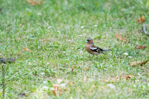 Common chaffinch bird on the grass in a city park eating something