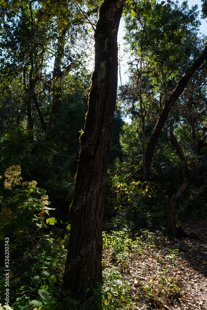 Fototapeta premium senderismo