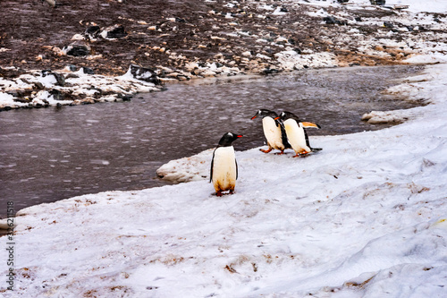 Snowing Gentoo Penguins Highway Mikkelsen Harbor Antarctica photo