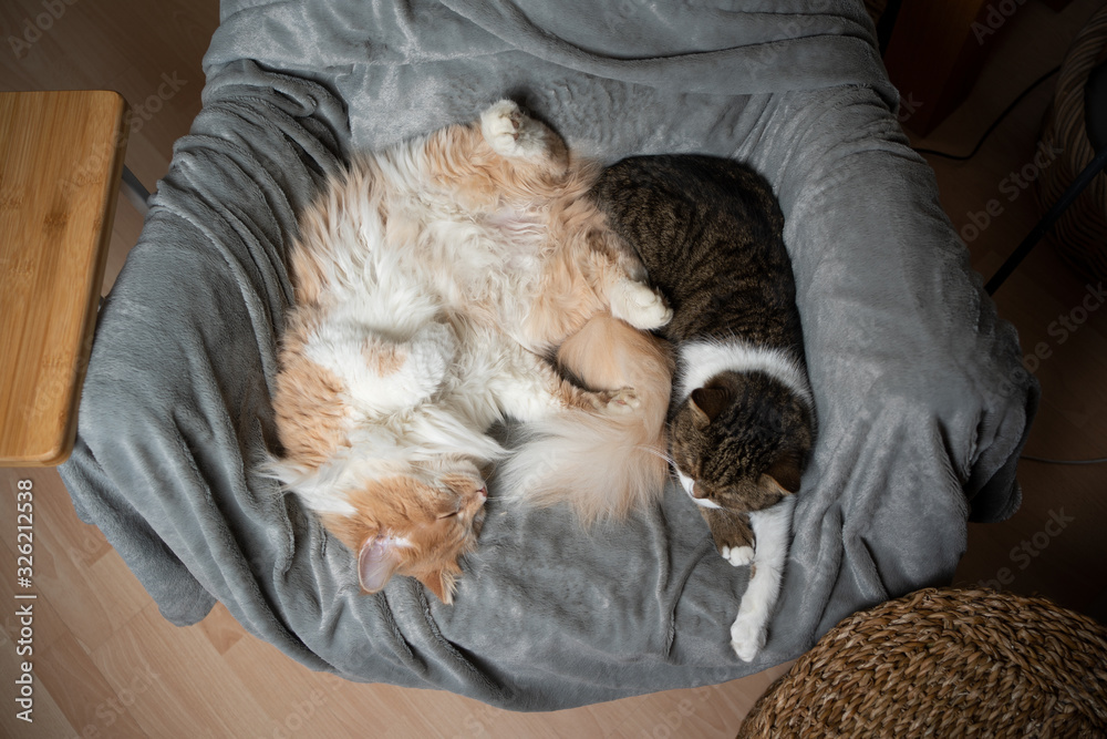 two different cats relaxing on armchair sleeping side by side on comfortable blanket
