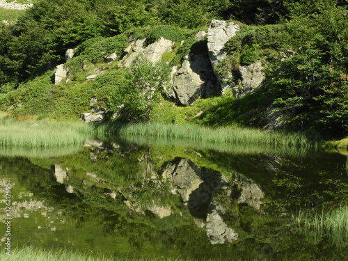 riflessi di verde