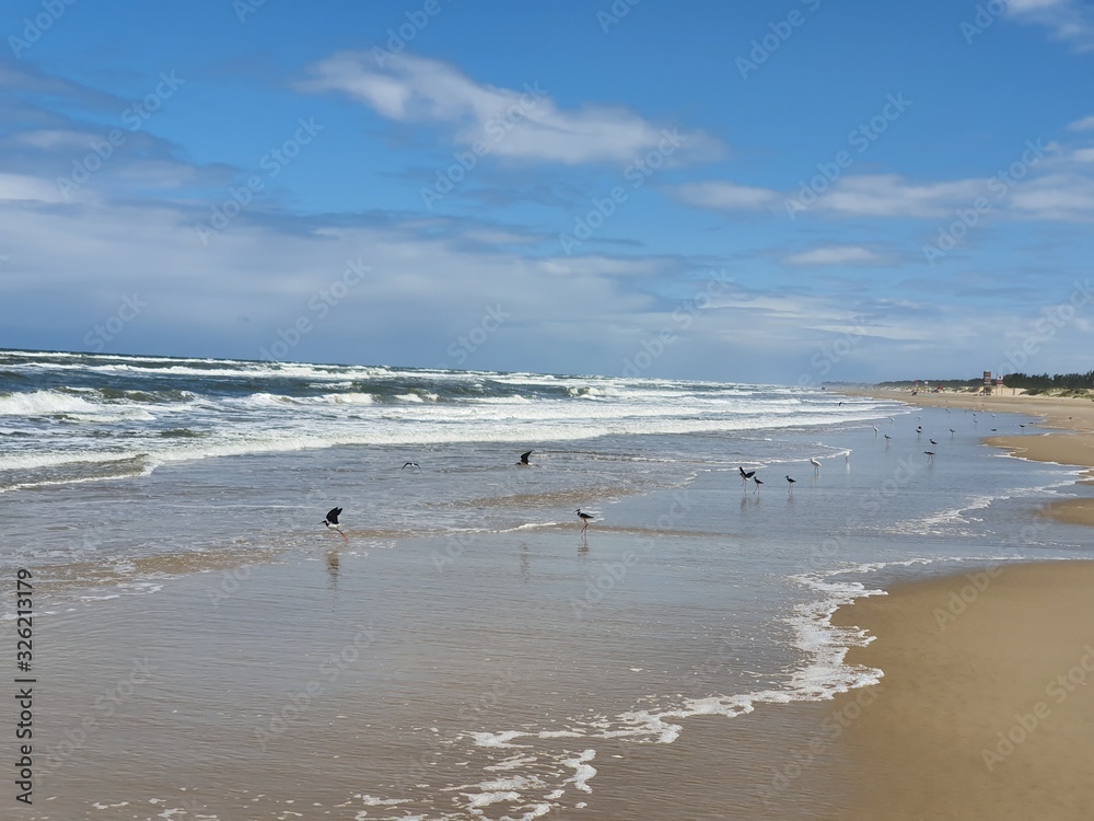 pássaros na beira mar praia