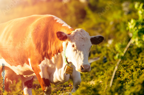 Cow in natural scenery outdoors grazing during golden sunset. Kettle, livestock, nature and organic concept. photo