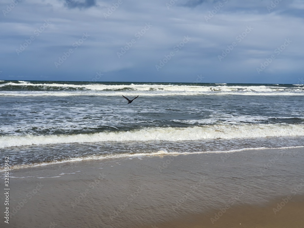 pássaros na beira mar praia
