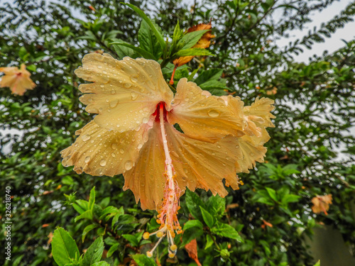 taking advantage of the rain to capture some colorful flowers