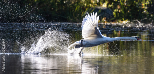 Photography Swan taking off from water