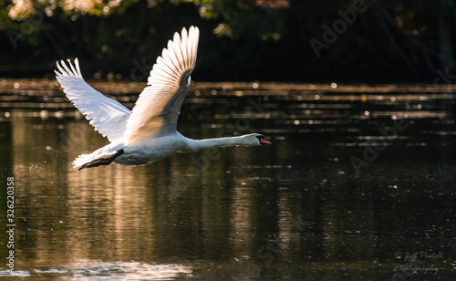 Swan in flight