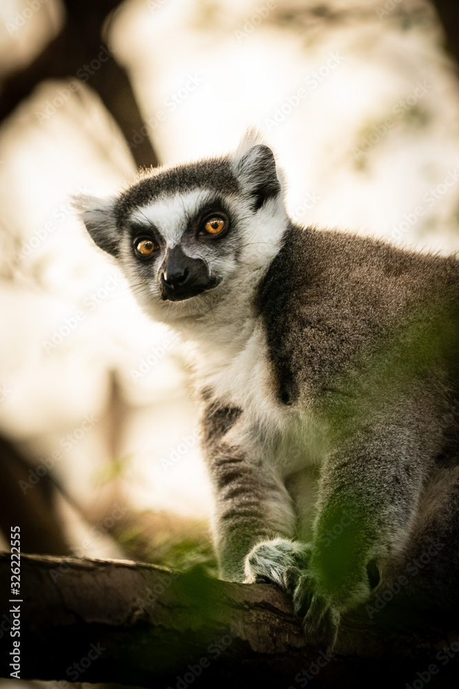 Madagascar Lemurs, big eyes for the camera