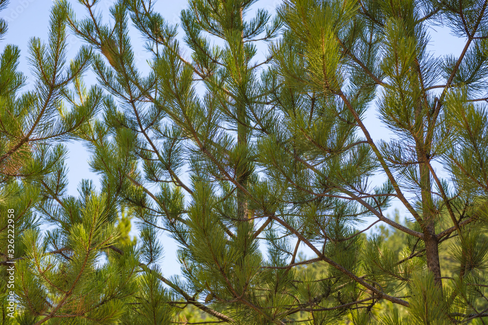 Fototapeta premium tree leaves