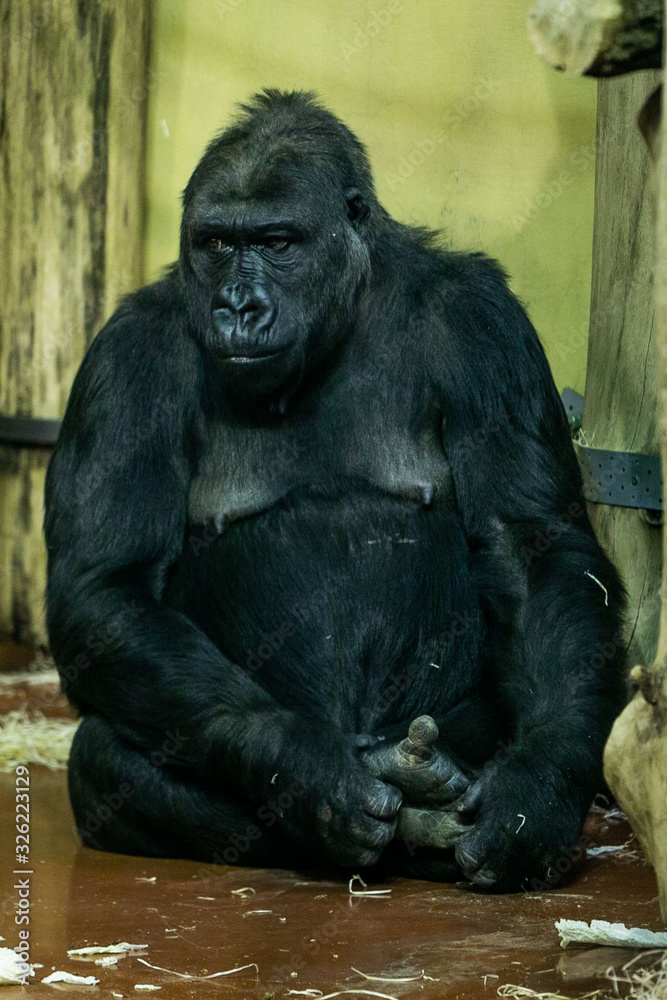 Fototapeta premium big gorilla sitting in the cage