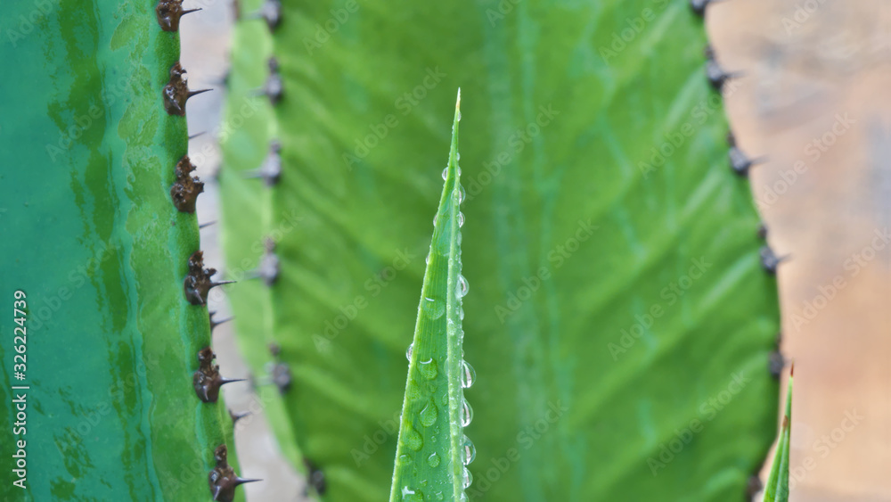 Naklejka premium close photograph of pointed bush leaf next to a plant with thorns, both have dew drops and rain