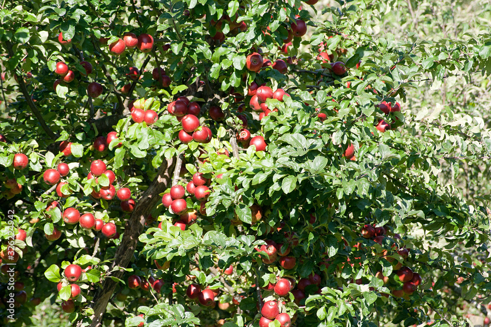 Reife Äpfel am Baum. Apfelbaum mit vielen roten Früchten