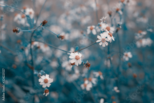 Fototapeta Naklejka Na Ścianę i Meble -  natural flowers background