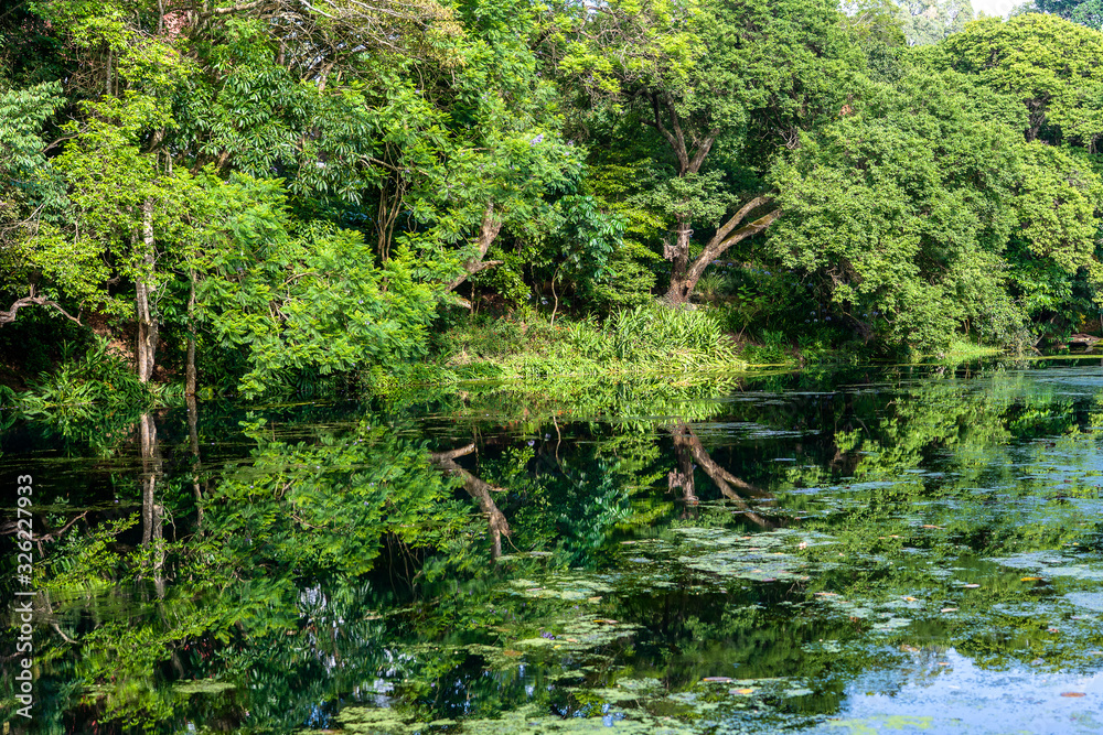 Tropical tree on a lake with reflection, Tanzania, Africa Tropical tree on a lake with reflection, Tanzania, Africa