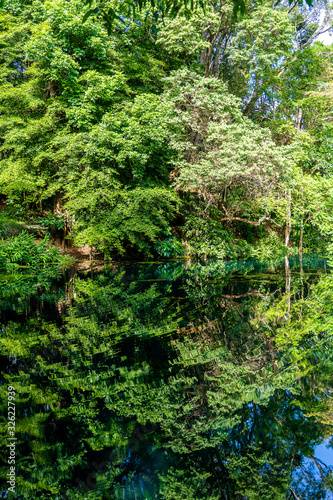 Fototapeta Naklejka Na Ścianę i Meble -  Tropical tree on a lake with reflection, Tanzania, Africa
