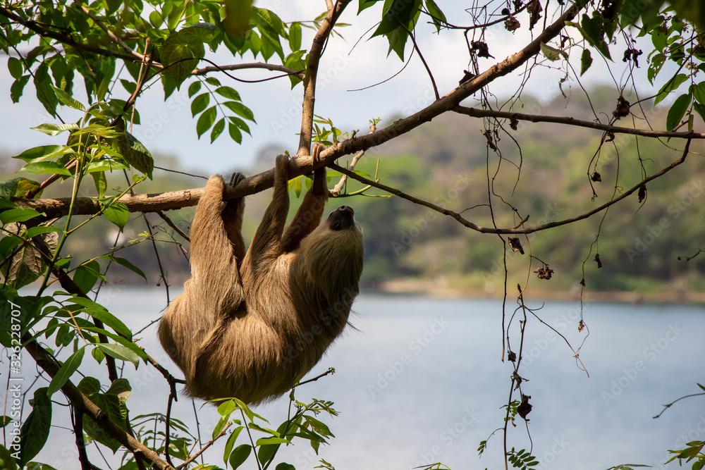 Naklejka premium Sloth hanging from tree