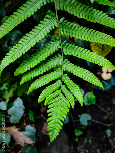 Fern macro shot in the forest. photo