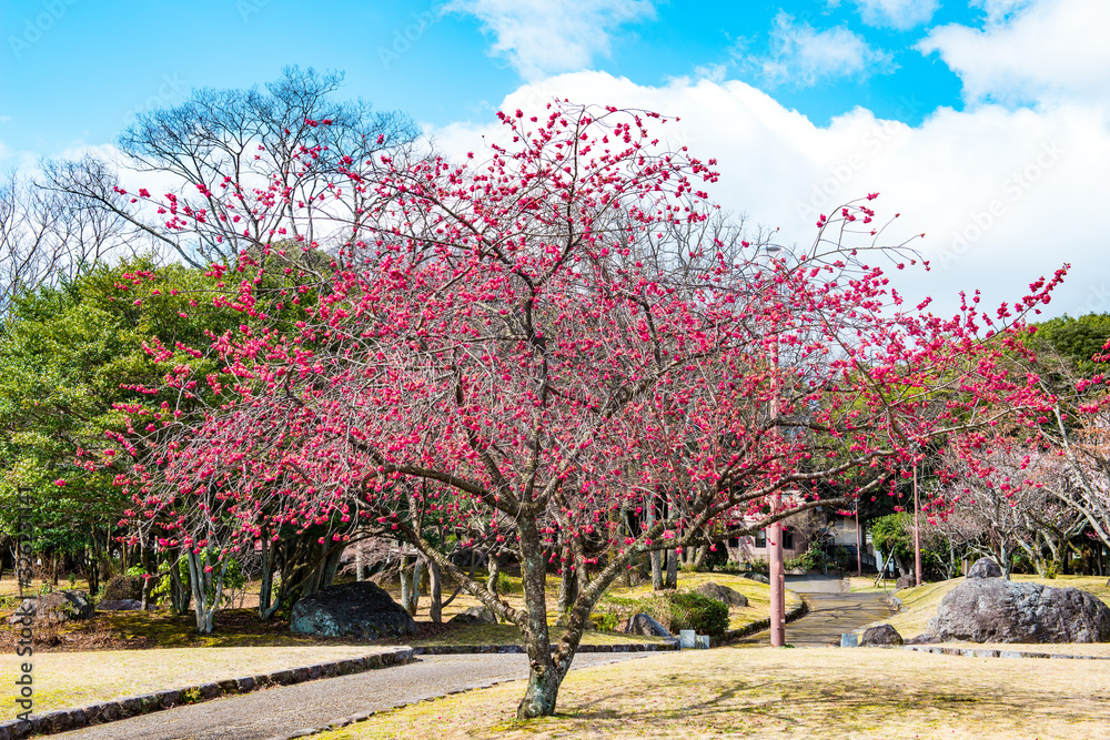 南立石公園の桜