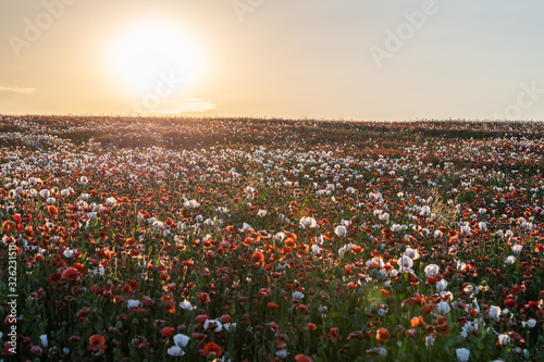 Beautiful poppy field at sunset