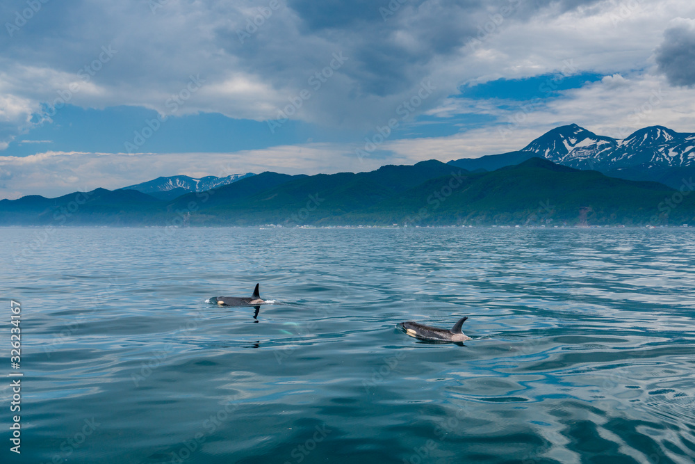 Obraz premium 北海道 羅臼の海を泳ぐシャチ