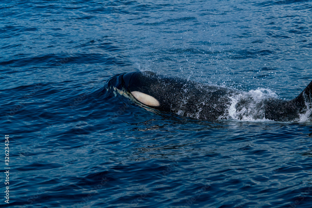 Obraz premium 北海道 羅臼の海を泳ぐシャチ