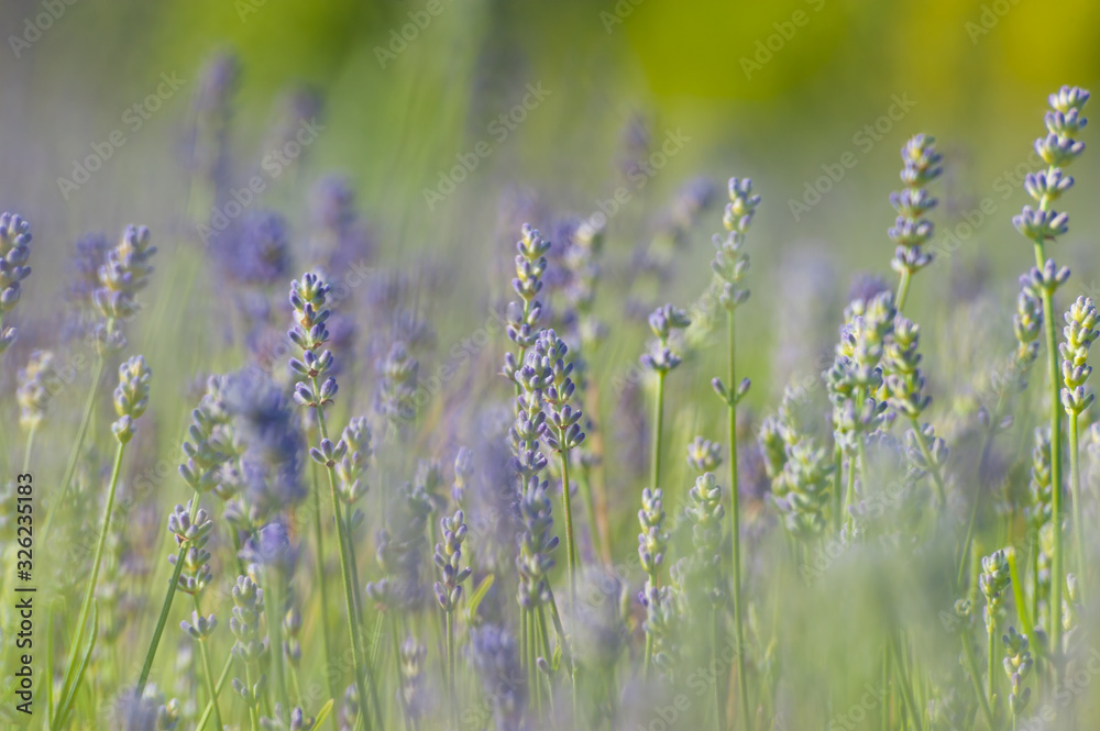 Fototapeta premium Fleurs de lavande de l'île d'Orléans